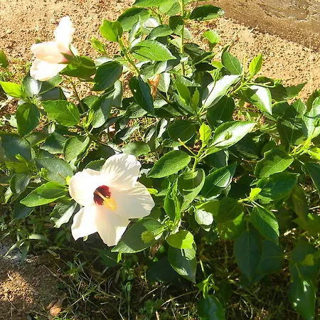 Eta Beta Sardinia 카포텔라