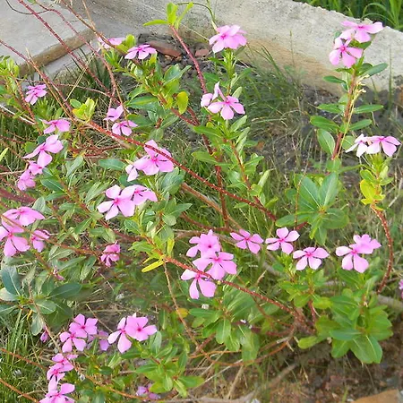 Eta Beta Sardinia קאפוטרה