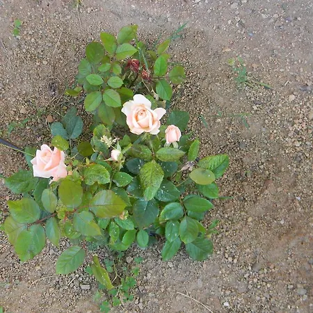 לינה וארוחת בוקר Eta Beta Sardinia